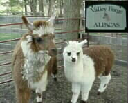 Alpacas